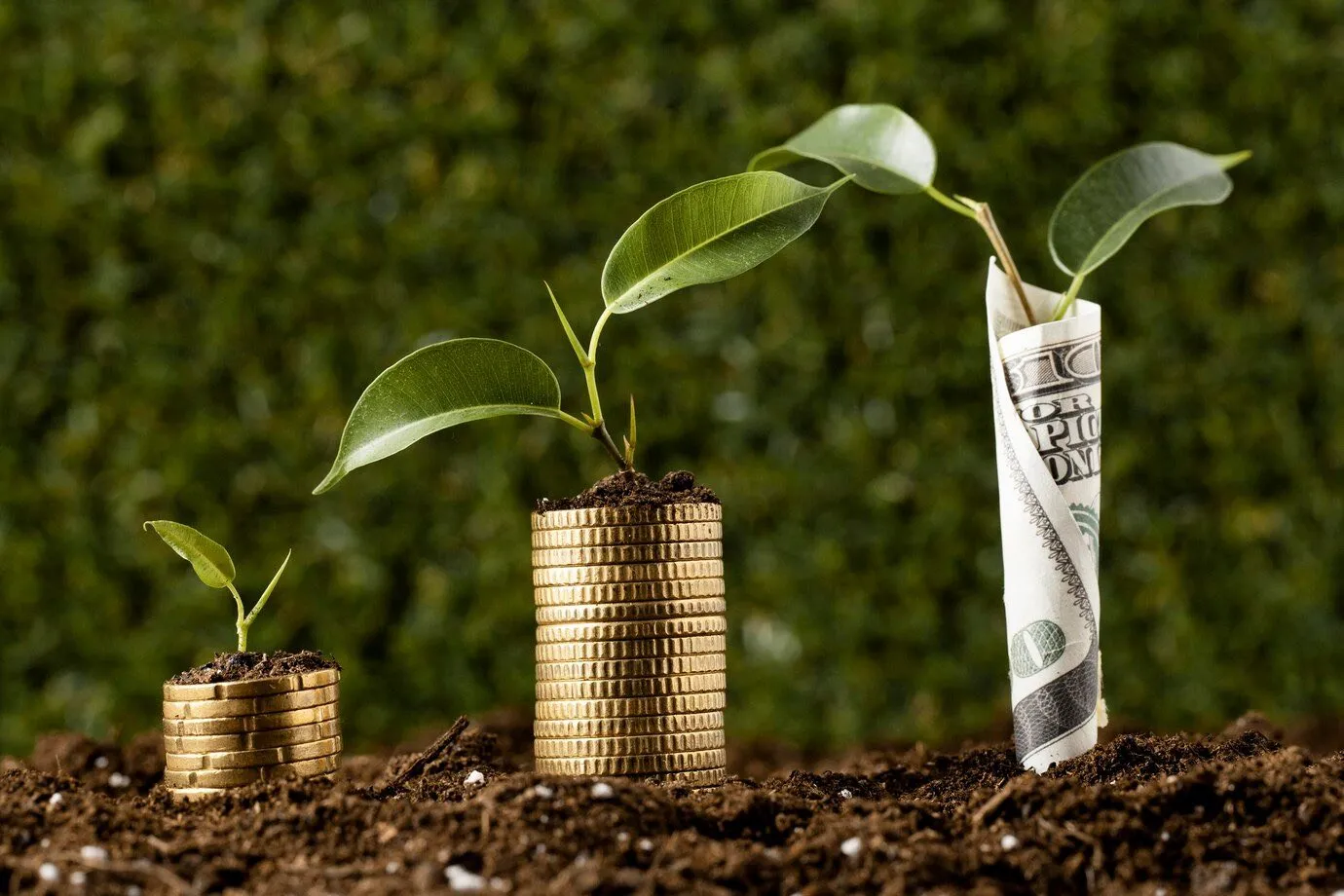 Stacks of coins in soil with green seedlings growing from them