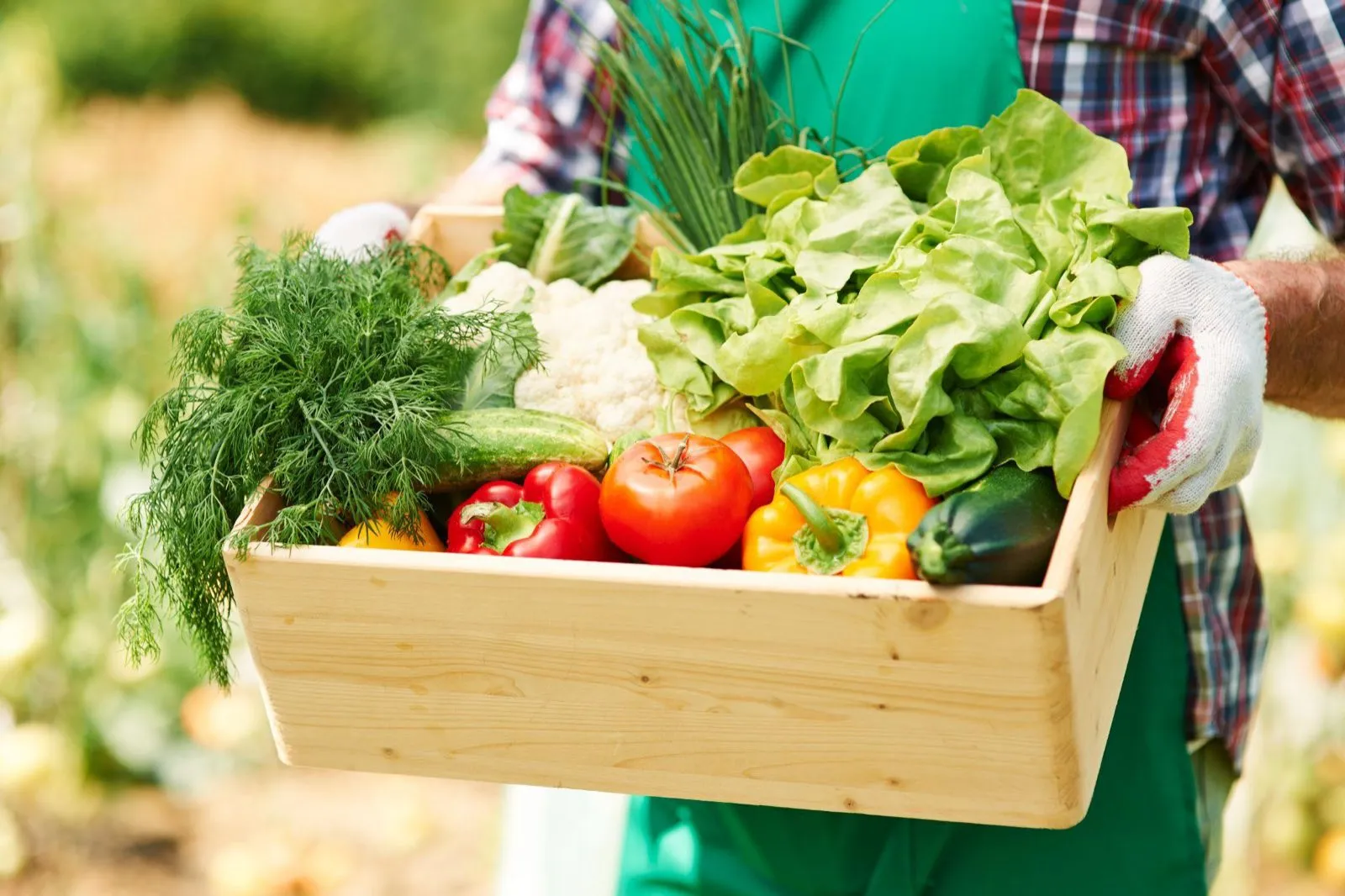 A farmer carrying a wooden crate of freshly picked vegetables