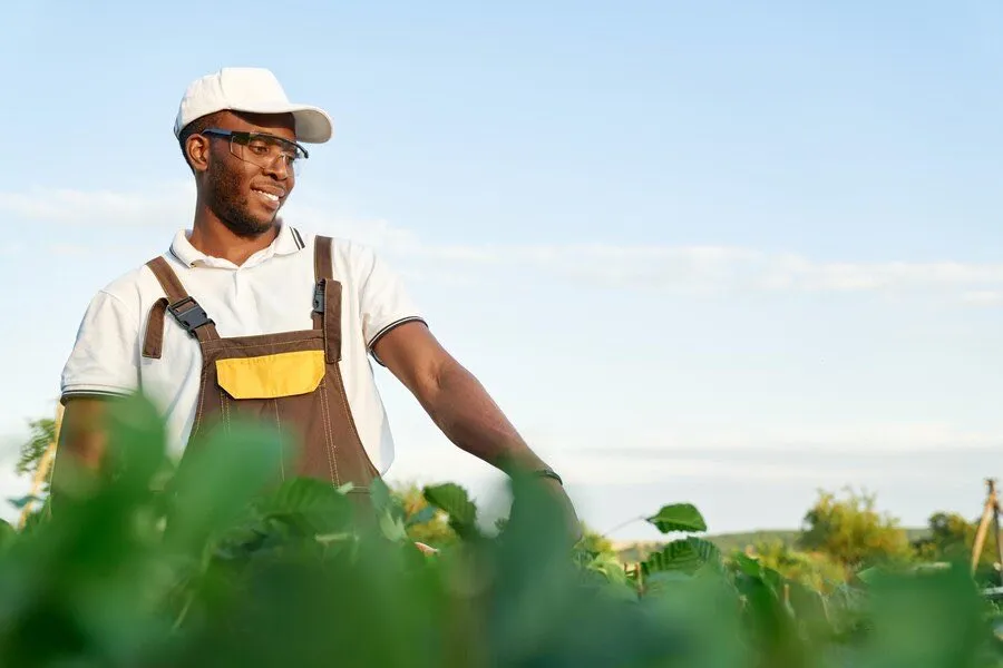 A farmer in dungarees standing among tall green crops